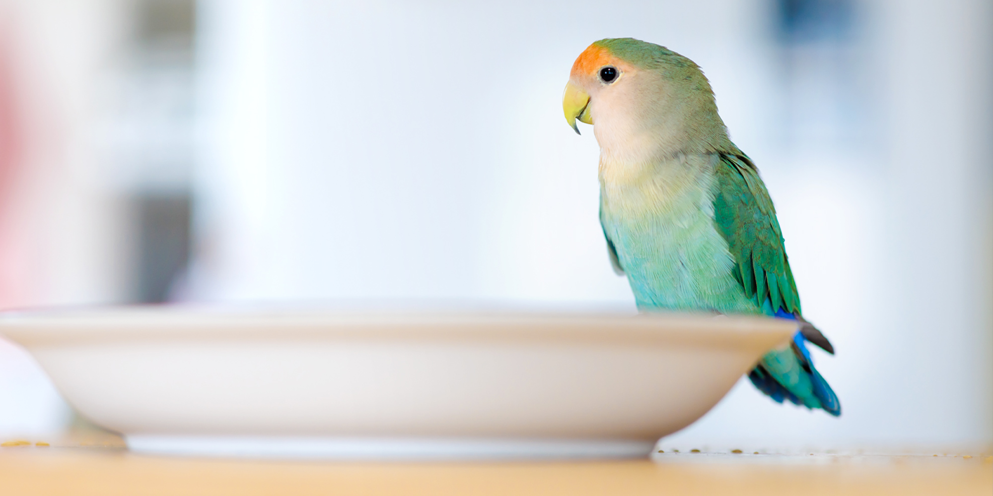 アミ動物病院