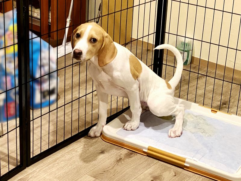 ペットホテル